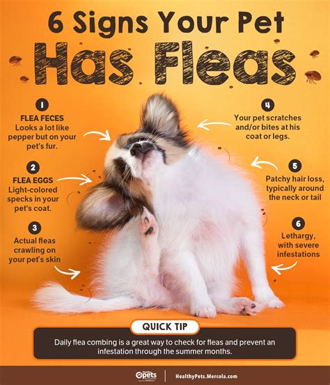 How Do You Know If Dogs Have Fleas
