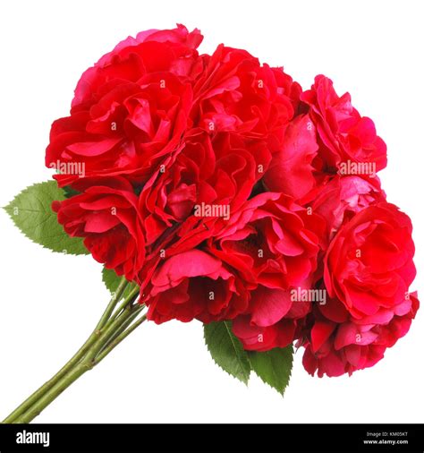 Red Roses Isolated On White Stock Photo Alamy
