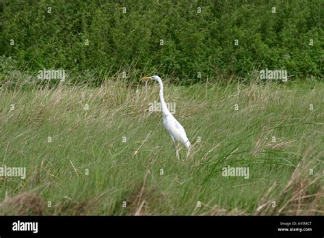 Great White Egret Egretta Alba Standing In Marshy Ground Sv Stock Photo
