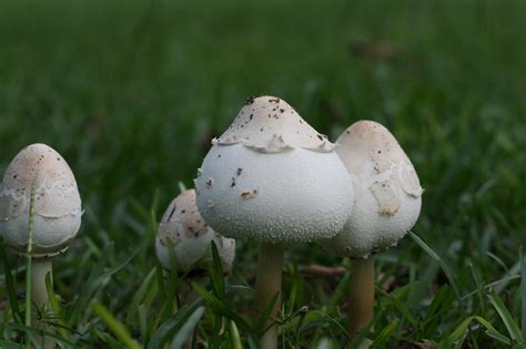 Georgia Mushrooms Reynoldschic Flickr