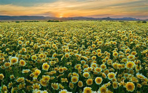 Flower Field Wallpapers Wallpaper Cave