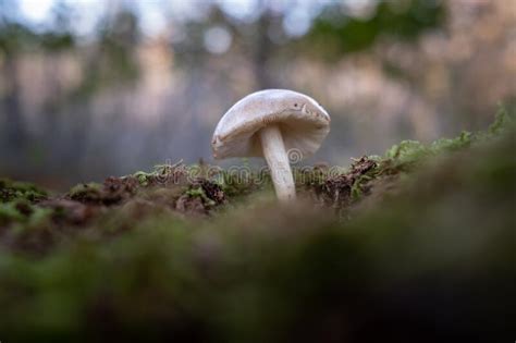 Large White Mushroom Growing On Forest Floor Stock Image Image Of
