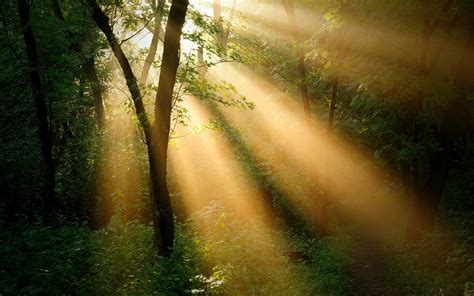 Sun Rays Forest Trees Wallpaper