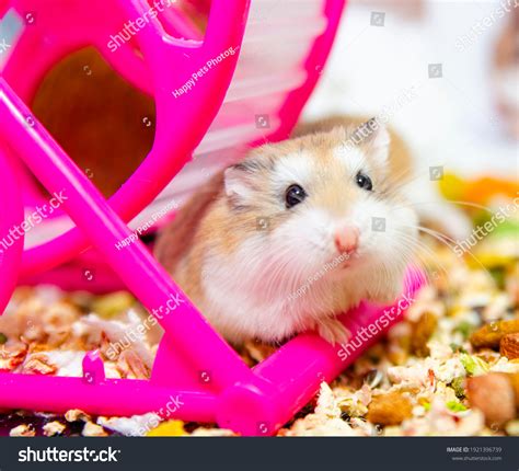 Roborovski Hamster Looking Curious Phodopus Roborovskii Stock Photo
