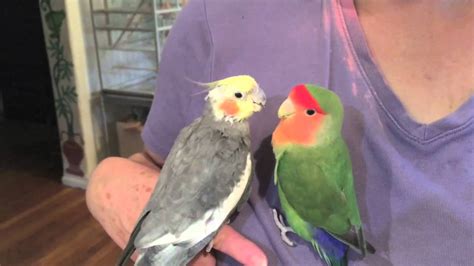 Two Good Friends Cockatiel And Lovebird Youtube