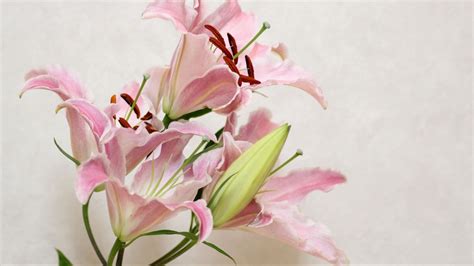 Wallpaper Lily Flower Bud Stamens Hd Picture Image