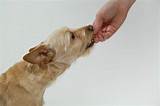 Dog Cancer Holistic Treatment Images