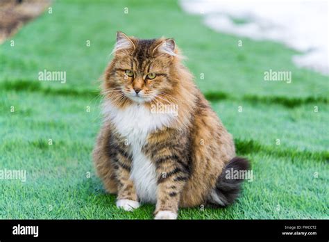 Pregnant Colored Cat Outdoors On Grass Stock Photo Alamy