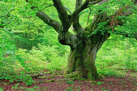 Old Beech Tree In Forest Kellerwald Edersee National Park Hesse