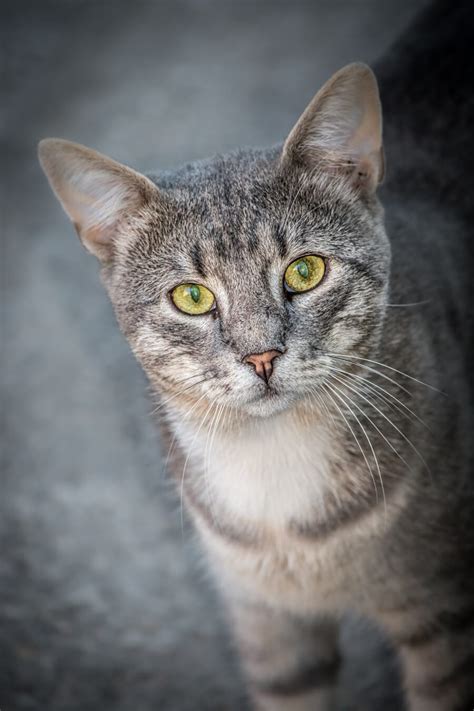 Kostenlose Bild Porträt Majestätisch Augen Hauskatze Gestreifte Katze Aus Nächster Nähe