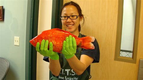 Monster Giant Goldfish Found In Lake Tahoe Photo