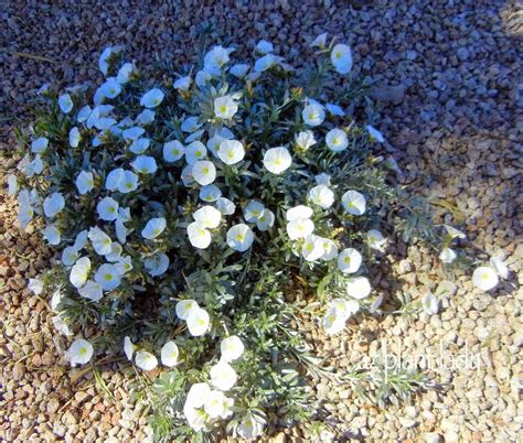 Cynthia Blog Flowers In Arizona Summer Arizona Desert Plants Guide The Pincushion Cactus