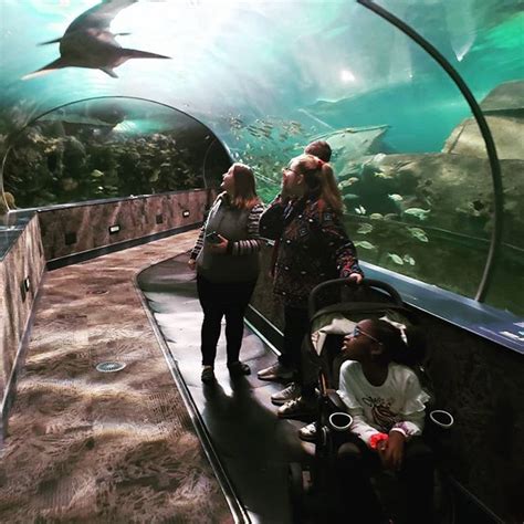 The Shark Tunnel At Ripleys Aquarium Of The Smokies Is Pretty Amazing