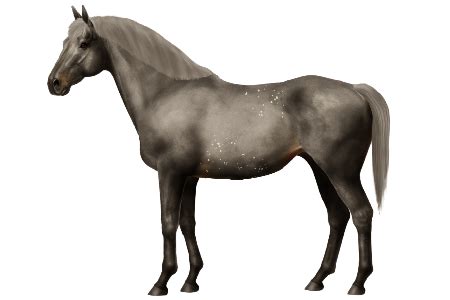 horse breeds xilingol horse world