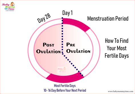 5 Ways To Find Your Most Fertile Days For Pregnancy Ovulation Cycle