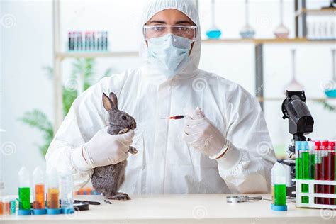 The Scientist Doing Testing On Animals Rabbit Stock Image Image Of