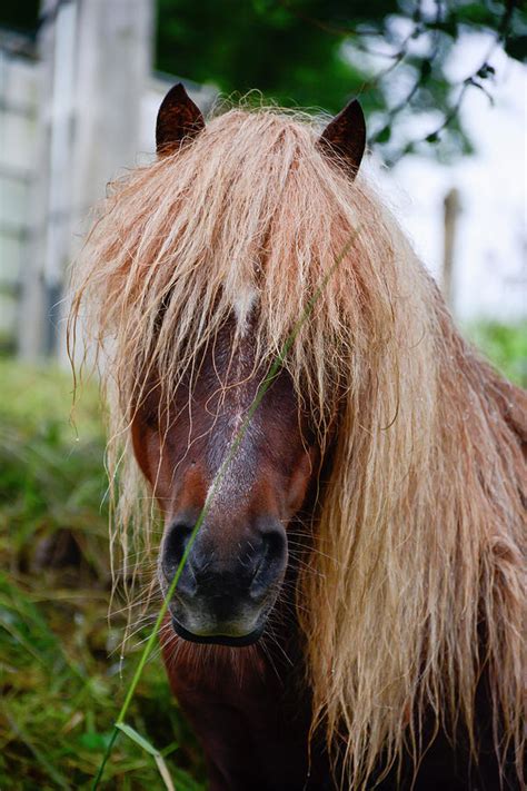 Basque Pony Photograph By Michael Dyer Fine Art America