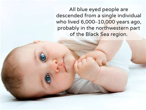 Blue Eyed Humans Have A Single Common Ancestor Fond Décran Bébé