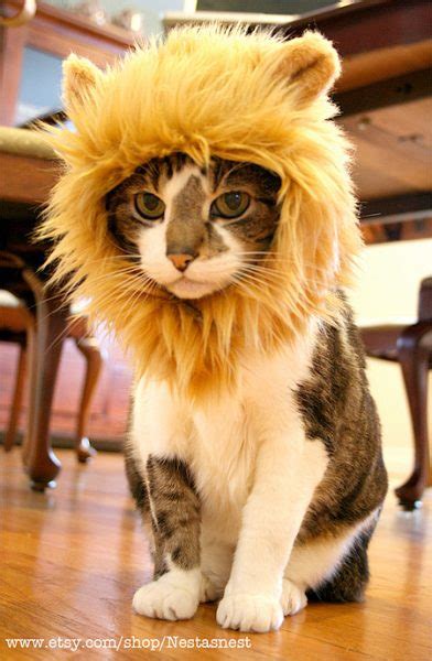 Funny Pet Costume Self Confident As A Lion