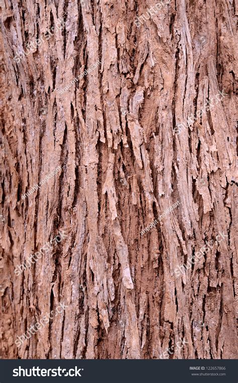 Bark Of Tree In The Tropical Forest Stock Photo 122657866 Shutterstock