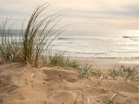 Grass On A Beach Dune By Stocksy Contributor Gary Radler Photography