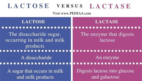 What Is The Difference Between Lactose And Lactase Pediaacom