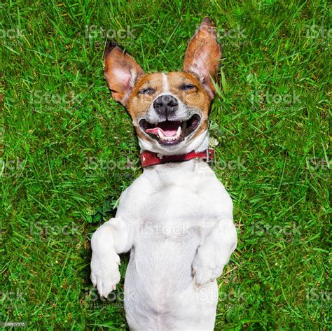 สุนัขตลกมาก ภาพสต็อก ดาวน์โหลดรูปภาพตอนนี้ สุนัข มุมมองด้านหลัง ยิ้ม การแสดงออกทางสีหน้า