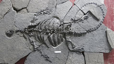 228 Million Year Old Fossilized Turtle With No Shell Discovered In