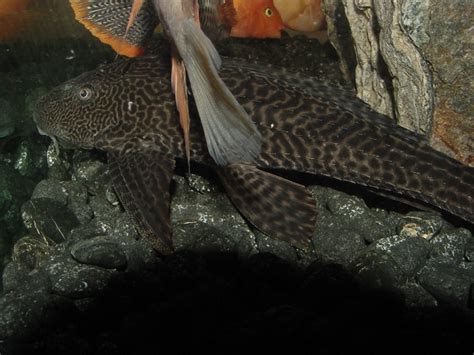Tropical Fishes Suckerfish Suckermouth Catfish Hypostomus