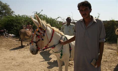 Badin Hosts Pakistans Largest Donkey Festival Pakistan Dawncom