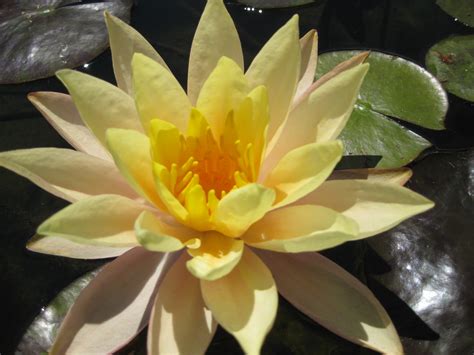 Hardy water lilies your water garden is not complete without at least one of these exquisite pond plants. Carolana Hardy Water Lily - Woodvale Fish & Lily Farm Perth