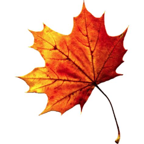 leaf maple autumn fall png clr | Autumn leaf color, Autumn leaves craft, Autumn leaves