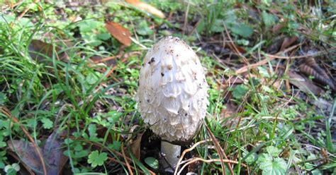Dreamcrisp Latest Mushrooms In Northern California