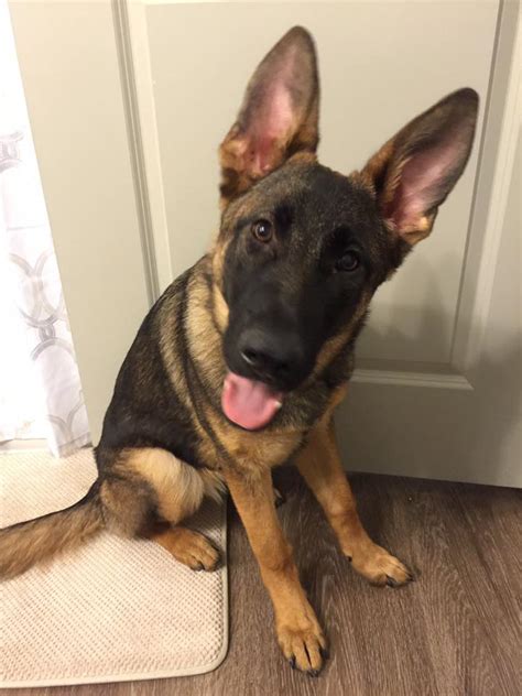 German shepherd puppy ears can be unpredictable! LIBERTY: GERMAN SHEPHERD PUPPY WE RAISED, TRAINED AND SOLD ...