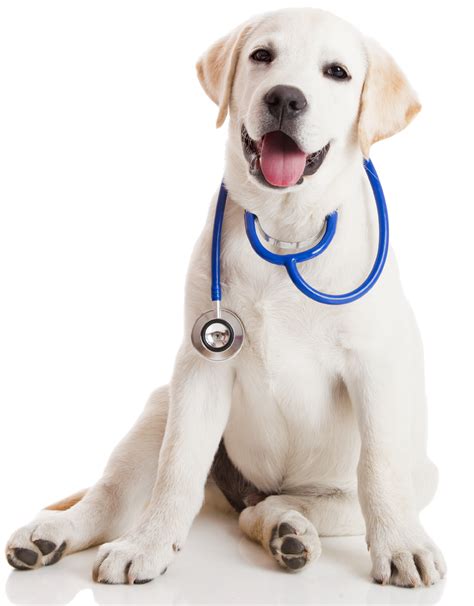 To call the vet call the number +1 234 5678900. Vet Clinic PNG Transparent Vet Clinic.PNG Images. | PlusPNG