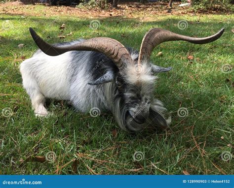 Goat With Very Large Horns Stock Image Image Of Large 128990903
