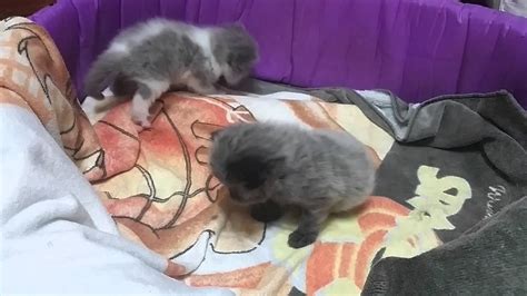 2 Persian Kitten Playing 3 Weeks Old Youtube