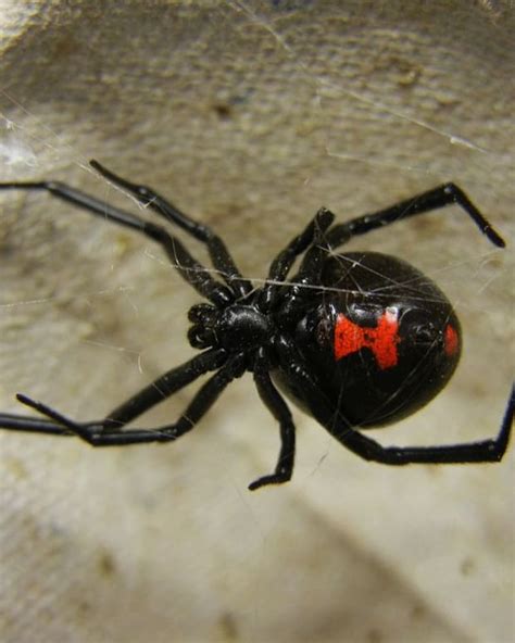 6 Biggest Spiders In Florida Owlcation Education