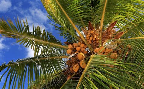 10 Great Ways To Use A Coconut Tree