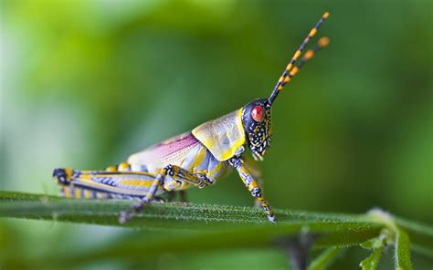 grasshopper wallpaper