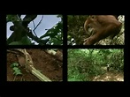 National Geographic - Strange Days on Planet Earth - Part 3 of 4 ...