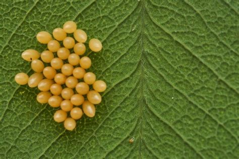 Premium Photo Yellow Insect Eggs On A Green Leaf