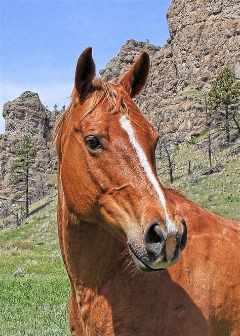 The Eye Of The Horse Greeting Card For Sale By Jennie Marie Schell