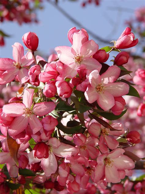 Apple Tree Flowers To Fruit Apple Blossom Wallpaper ·① Wallpapertag