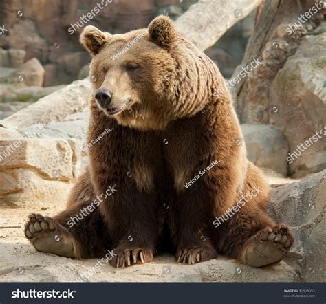 Brown Bear Funny Pose Stock Photo Edit Now 31508053 Shutterstock