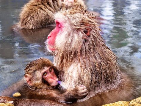 Home to the snow monkeys, the jigokudani wild monkey park is the only place in the world where you can see wild monkeys soaking in hot spring baths. 5-five-5: Jigokudani monkey park (Yamanouchi - Japan)