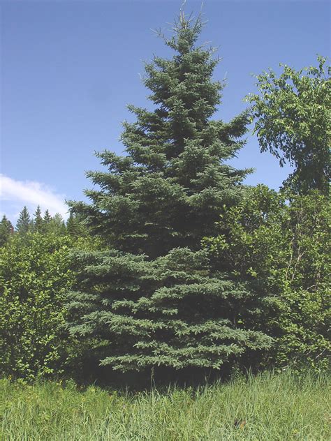 Picea Glauca White Spruce Go Botany