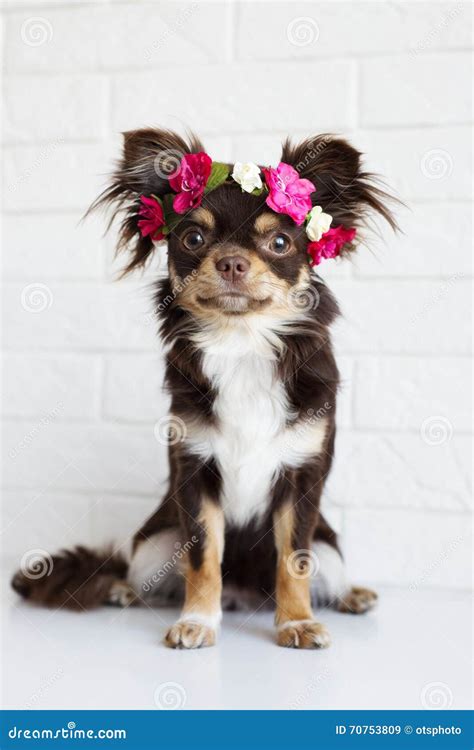 Chihuahua Dog In A Flower Crown Stock Image Image Of Flowers White