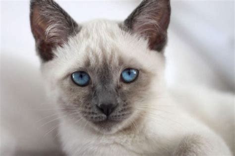 Lilac Point Siamese Cats Catspurfection