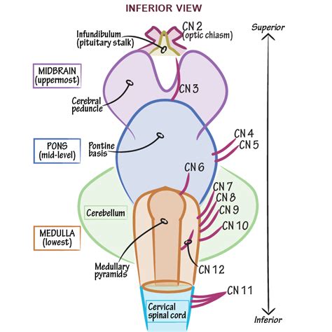 Neuroanatomy Cranial Nerves Youtube Bank Home Com